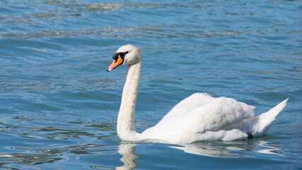 Snow white gorgeous swan swimming in the blue water. Beauty, nobility, elegance, grace concept.