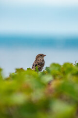 Bird sparrow