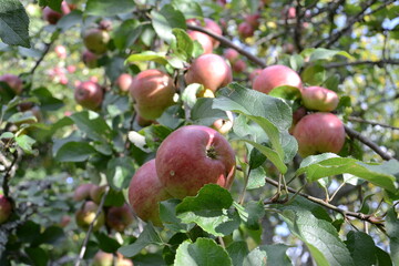 apples on tree