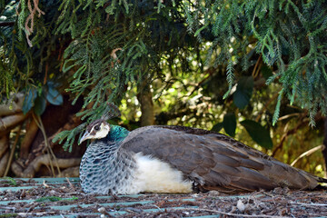 Peacock (Pavo cristatus) adult bird