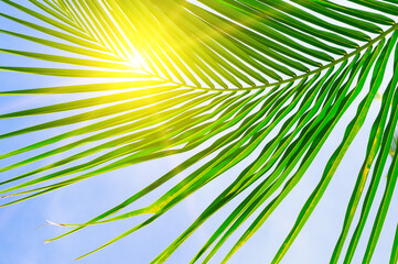 Sun over green palm leaves.