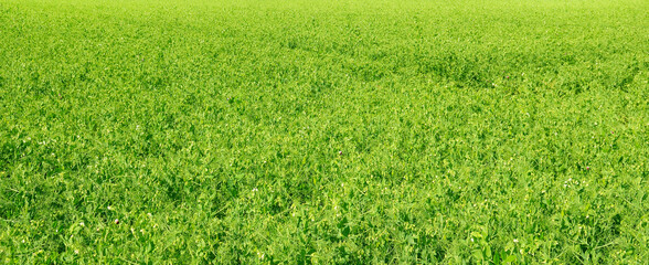 Fototapeta na wymiar Blooming peas field. Green grass background texture. Wide photo.
