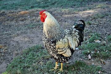 Silver laced wyandotte chicken