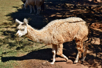 A beautiful and funny brown lama smile