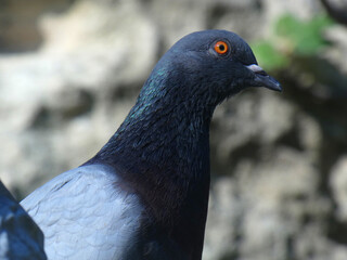 Piccione