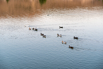 Beautiful natural landscape in summer. Cute ducks enjoying the summer on the lake