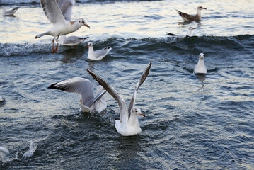 A flock of seagulls flying near the sea water.