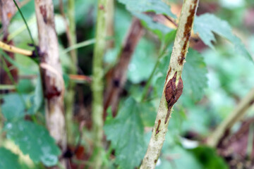 Midge on a Raspberry branch. Damaged raspberry stick. Raspberry diseases. A diseased branch.