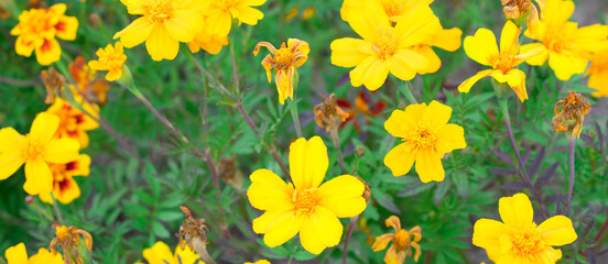 Obraz premium yellow flowers in spring