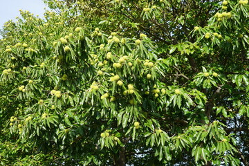 Edelkastanien mit Früchten am Ast