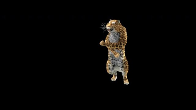 Leopard Dancing CG fur, 3d rendering, animal realistic CGI VFX. composition 3d mapping, cartoon, Included in the end of the clip with Alpha matte.