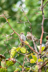 Bird sparrow