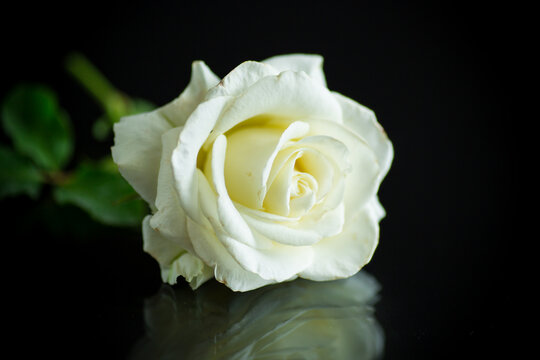 one beautiful white rose on black background