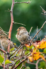 Bird sparrow