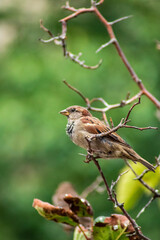 Bird sparrow