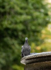 Obraz premium Doves on the fountain