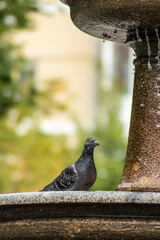 Doves on the fountain