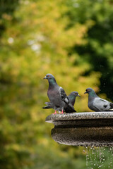 Doves on the fountain