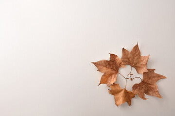 Autumn background with circle with dry leaves in a corner