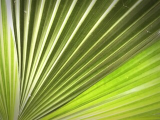 Palm tree leaf background, full frame. 