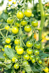 Green cherry tomatoes hanging from branches