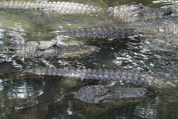 group of American alligators in water