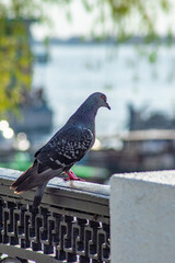 Pigeon looking for food