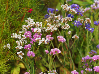 Limonium sinuatum | Statice sinueux ou Saladelle sinuée aux minuscules fleurs en entonnoir formant des bouquets d'épillets de couleurs variées, entourées de calices poilus