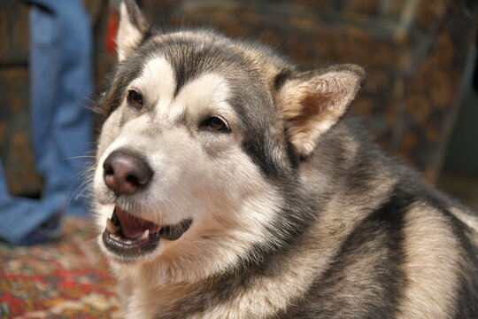 portrait of a malamut