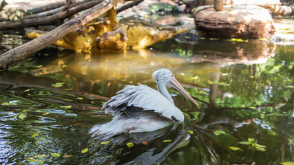 African water birds, Pink-backed Pelican (Pelecanus rufescens) swimming in the water and looking for food in the park habitats
