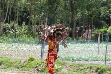 Asian woman carrying fire wood on her head for cooking in rural Bangladesh