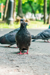 Pigeon looking for food
