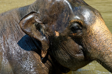 close up head of a wet elephant
