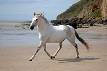 Obraz na płótnie Canvas Grey horse free running on beach
