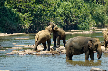 Naklejka na ściany i meble Elephants playing in a river - Sri-Lanka