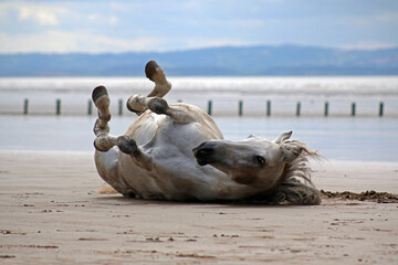 Grey horse rolling on beach