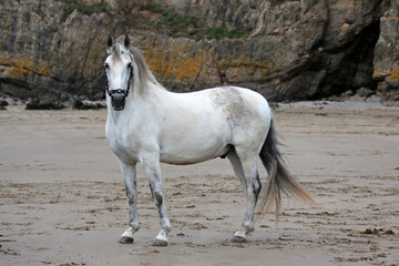 Obraz na płótnie Canvas Grey horse on beach