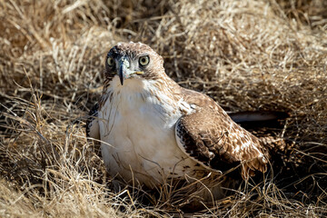 A Red-tailed Hawk (Buteo jamaicensis) on the ground - probably protecting a kill