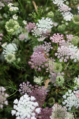 Flower beds on the farm. Ammi daukus carota.