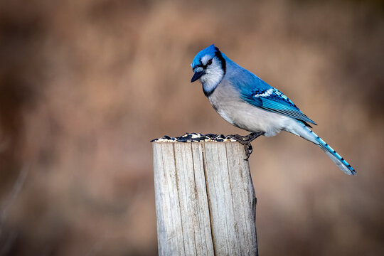13 551 Best Blue Jay Feather Images Stock Photos Vectors Adobe Stock