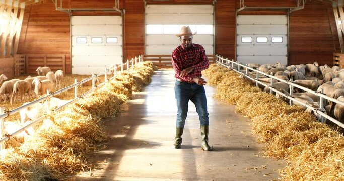 Cheerful funny young African American man farmer in hat, jeans and motley shirt dancing in shed, flock of sheep. Joyful happy male shepherd having fun and doing dance move in stable.