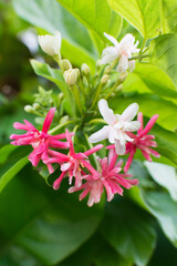 赤と白の花のインドシクンシ