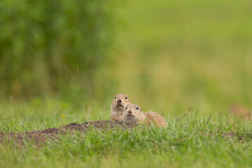 Ground squirrel is alert on the meadow. Small squirrel are out from the burrow. European wildlife nature. The cute squirrel is curious.