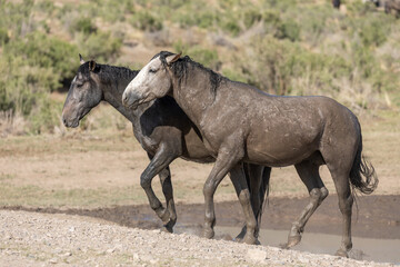 Fototapeta premium Wild Horses in the Utah Desert