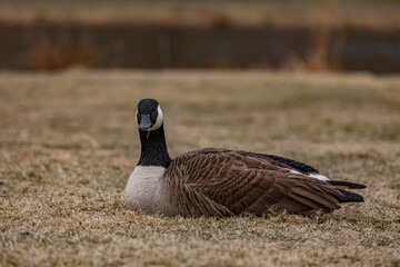 Beautiful duck lying on dry grass feeding