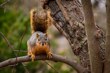 Naklejka na ściany i meble Eastern fox Squirrel (Sciurus niger) in a tree