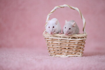 かごに乗って一緒に食事している2匹の仲好しハツカネズミ