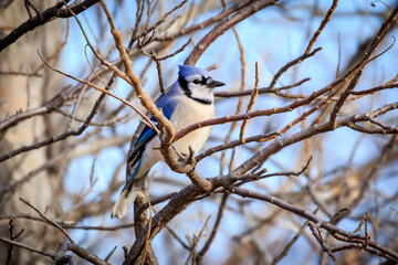 Blue Jay (Cyanocitta cristata) sitting in a tangled tree