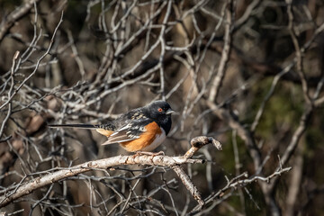Spotted Towhee (Pipilo maculatus) in a thicket