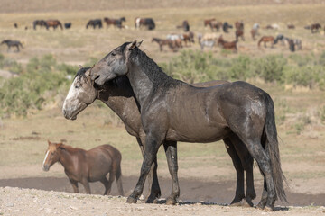 Obraz premium Wild Horses in the Utah Desert